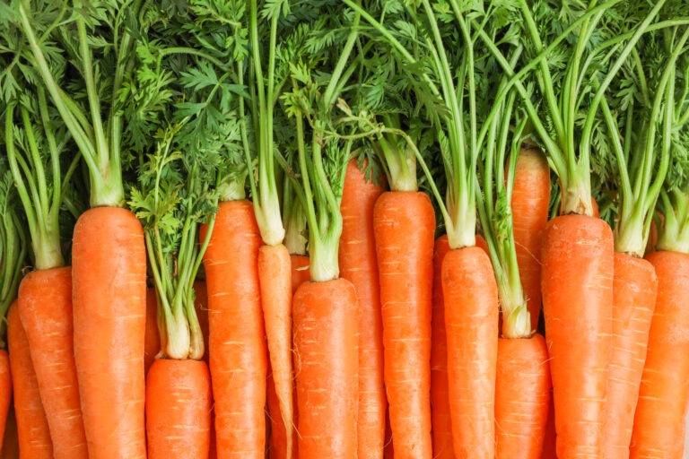 Ripe fresh carrots as background, space for text