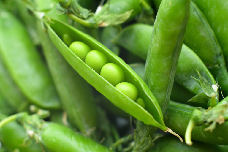 New harvest of fresh ripe green peas. legumes.Green peas and pea pods on wooden background.Close-up selective focus