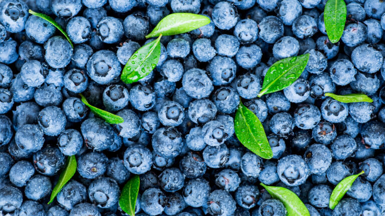 Water drops on ripe sweet blueberry. Fresh blueberries background with copy space for your text. Vegan and vegetarian concept. Macro texture of blueberry berries.Texture blueberry berries close up