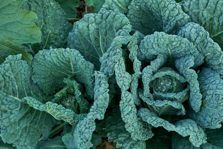 Leaf cabbage or kale plants growing in the vegetable garden